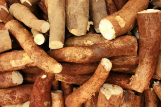 Le tapioca est l'amidon extrait des racines de manioc (Manihot esculenta)