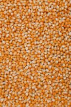 Grains de maïs en gros plan