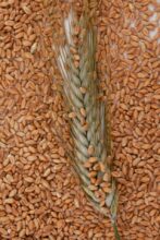 Grains d'orge et de blé en gros plan