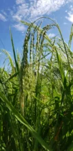 champ de riz en gros plan