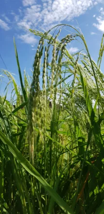 champ de riz en gros plan